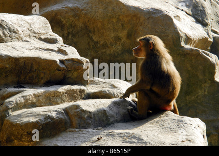 Un HAMADRYAS BABOON AU ZOO DE SINGAPOUR Banque D'Images