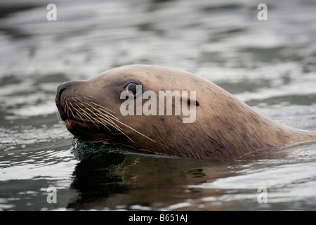 La Forêt nationale Tongass en Alaska USA Otarie de Steller (Eumetopias jubatus) natation dans Frederick Sound Banque D'Images