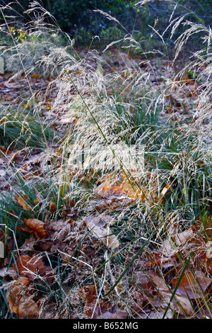 DESCHAMPSIA CESPITOSA GOLDTAU IN DECEMBER Banque D'Images