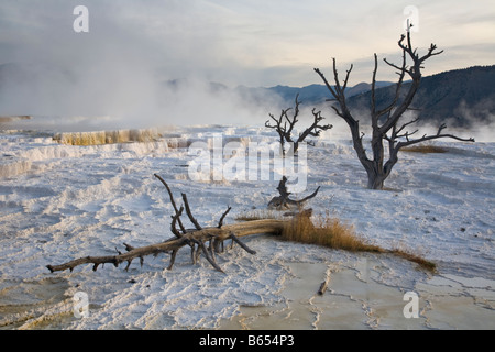 Le Parc National de Yellowstone WY : soleil du matin sur les modèles et travertin ghost arbres sur la terrasse supérieure de Mammoth Hot Springs Banque D'Images