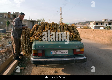 Des feuilles de tabac séchées pendu sur farmer voiture à Deir el ahmar, village à l'est de la Bekaa au Liban, baalbek Banque D'Images