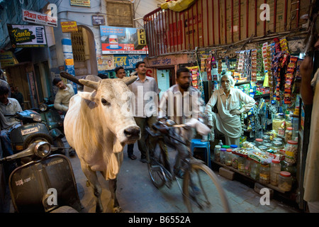 L'Inde, Uttar Pradesh, Varanasi, des scènes de rue dans la vieille ville avec Holy Cow. Banque D'Images