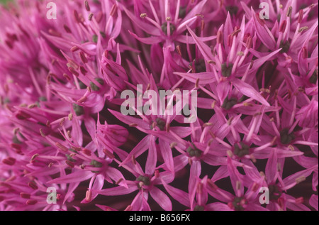 Allium hollandicum 'Purple Sensation' AGM (oignon ornemental) Close up de fleurs en ombelle. Banque D'Images
