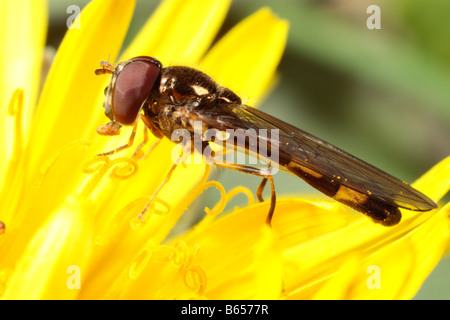 Hoverfly (Melanostoma scalare) mâle se nourrissant d'un pissenlit au printemps. Powys, Pays de Galles. Banque D'Images