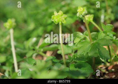 De fleurs ou de ville Moschatel Adoxa moschatellina (horloge). Powys, Pays de Galles, Royaume-Uni. Banque D'Images