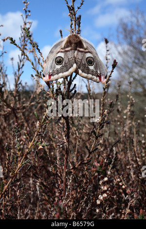 L'Empereur femelle vierge (Saturnia pavonia ) sur la bruyère (Calluna vulgaris) à l'aide de phéromones pour appeler à l'homme. Powys, Pays de Galles. Banque D'Images