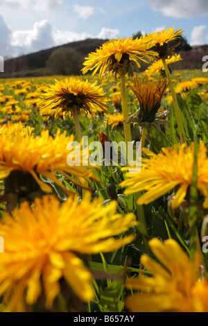 Le pissenlit (Taraxacum sp.) La floraison dans l'herbage dans une ferme biologique. Powys, Pays de Galles. Banque D'Images
