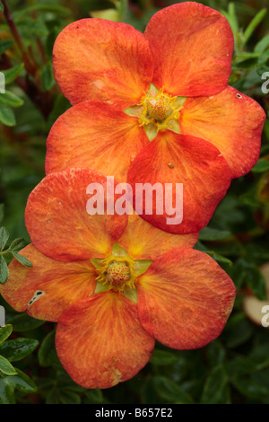 Fleur de Potentilla fruticosa 'Red Ace' arbuste de jardin. Powys, Pays de Galles. Banque D'Images