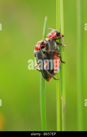 Soldat d'accouplement (Cantharis rustica). Powys, Pays de Galles. Banque D'Images