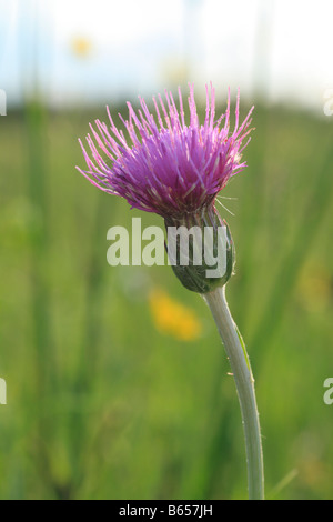 Meadow Cirsium dissectum) floraison à Clattinger Farm, Wiltshire, Angleterre, Banque D'Images