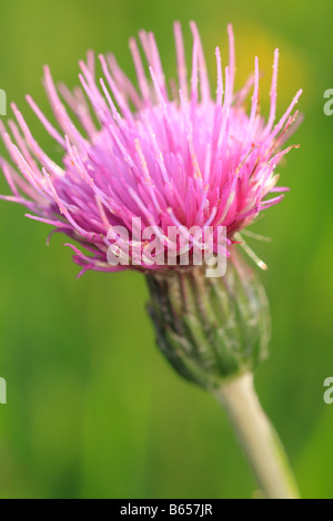 Meadow Cirsium dissectum) floraison à Clattinger Farm, Wiltshire, Angleterre. Banque D'Images