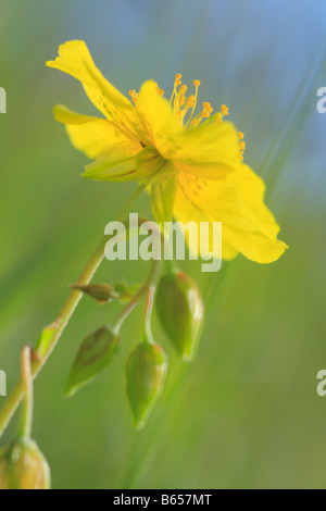 (Helianthemum nummularium ciste commune) floraison dans les prairies calcaires sur les Cotswolds. Le Gloucestershire, Angleterre. Banque D'Images