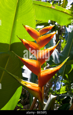 Heliconia Heliconia Maui Hawaii USA Banque D'Images