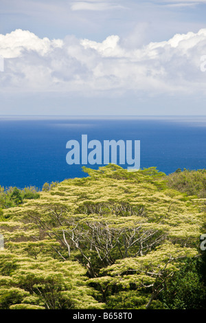 La végétation à Route de Hana Maui Hawaii USA Banque D'Images