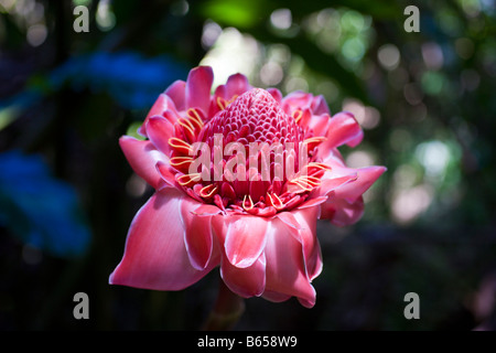 Torch Ginger Etlingera elatior Maui Hawaii USA Banque D'Images