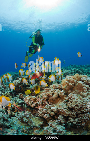 Pyramide Hemitaurichthys polyepis Butterflyfishes et Diver Maui Molokini Crater Arizona USA Banque D'Images