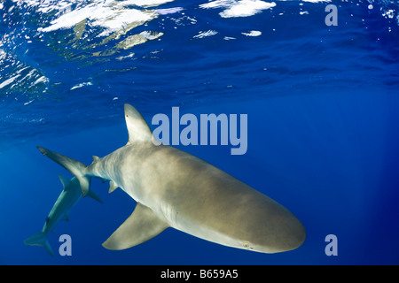 Requin Galapagos Carcharhinus galapagensis Maui Hawaii USA Banque D'Images