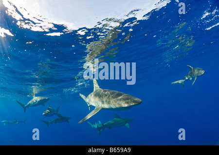 Requins Galapagos Carcharhinus galapagensis Maui Hawaii USA Banque D'Images