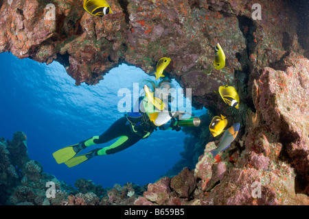 Racoon Butterflyfishes et plongeur Chaetodon lunule cathédrales de Lanai Maui Hawaii USA Banque D'Images