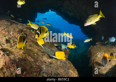 Racoon Butterflyfishes Chaetodon lunule cathédrales de Lanai Maui Hawaii USA Banque D'Images
