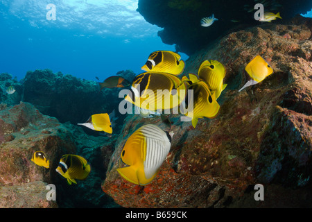 Racoon Butterflyfishes Chaetodon lunule cathédrales de Lanai Maui Hawaii USA Banque D'Images