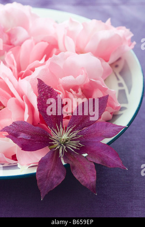 Clématite violet et rose fleurs roses Banque D'Images