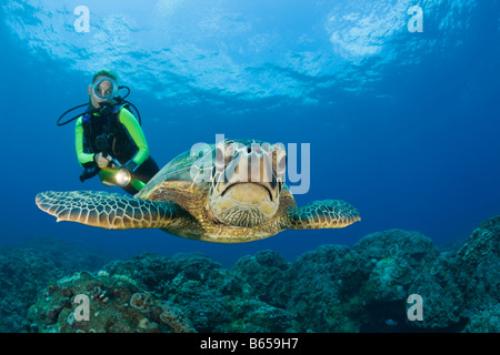 La Tortue verte Chelonia mydas et plongeur Maui Hawaii USA Banque D'Images