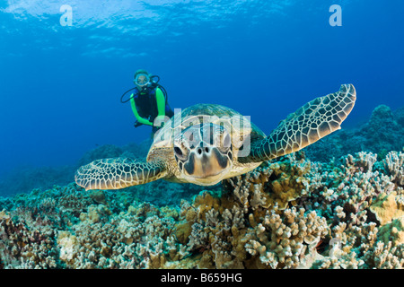 La Tortue verte Chelonia mydas et plongeur Maui Hawaii USA Banque D'Images