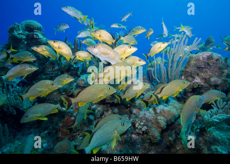 Îles Cayman Island Little Cayman sous-vue de rayures bleu Grunt Johnrandallia sciurus piscine près de Bloody Bay Wall Banque D'Images