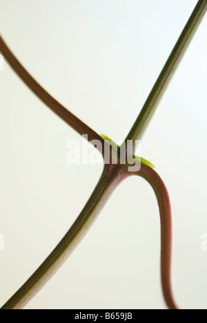 Close-up du nœud de la tige avec de minuscules bourgeons des feuilles Banque D'Images