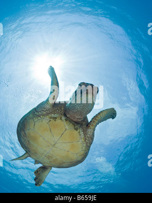 La Tortue verte Chelonia mydas Maui Hawaii USA Banque D'Images