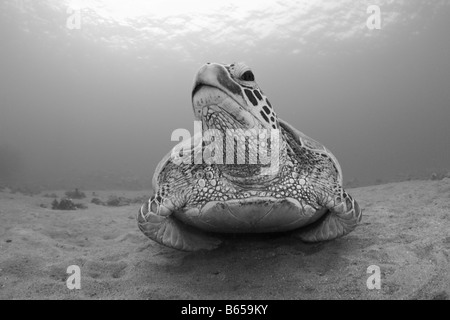 La Tortue verte Chelonia mydas Maui Hawaii USA Banque D'Images