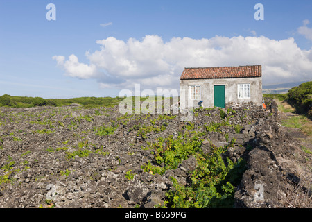 L'île de Pico Vineyard Culture Site du patrimoine de l'Unesco l'île de Pico Açores Portugal Banque D'Images