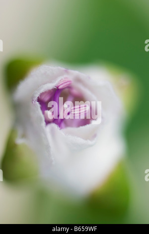 Flower enveloppé dans de la gaze, close-up Banque D'Images