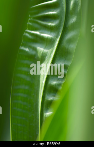 Les feuilles froissées, close-up Banque D'Images