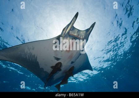 Sicklefin Mobula tarapacana Mobula avec Remora Açores La princesse Alice Bank Océan Atlantique Portugal Banque D'Images