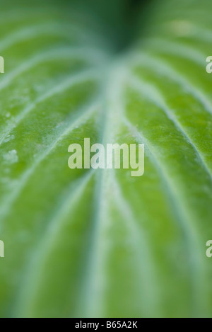 Feuilles panachées, extreme close-up Banque D'Images