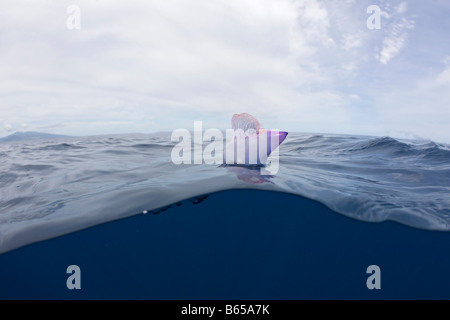 Homme de guerre portugais Physalia physalis Açores Portugal Océan Atlantique Banque D'Images