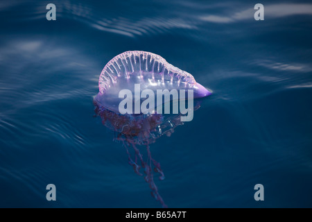 Homme de guerre portugais Physalia physalis Açores Portugal Océan Atlantique Banque D'Images