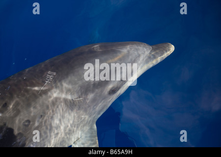 Grand dauphin Tursiops truncatus Océan Atlantique Portugal Açores Banque D'Images