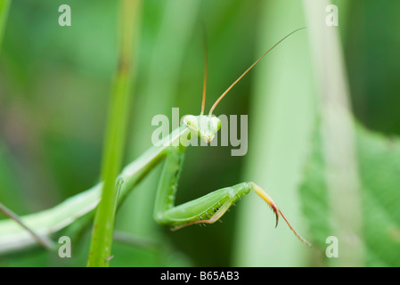 Praying Mantis partiellement cachée par la verdure Banque D'Images