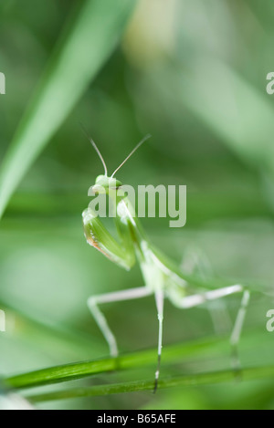 Praying mantis perché sur leaf Banque D'Images