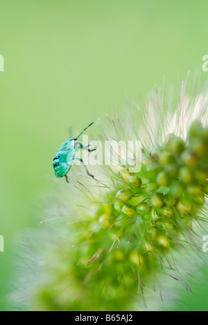 Green Shield bug nymphe sur fleur Banque D'Images