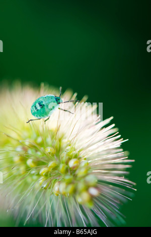 Nymphe Stinkbug verte fleur au sommet Banque D'Images