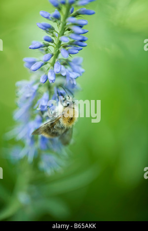 Dark européenne abeille (Apis mellifera mellifera) collecte le pollen de fleur bleue Banque D'Images