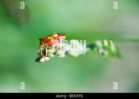 Red Shield bug (carpocoris mediterraneus), nymphe de ramper sur bouton floral Banque D'Images