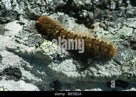 Hairy caterpillar ramper partout couverts de lichen rock Banque D'Images