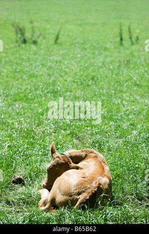 Calf recroquevillée sur le sol Banque D'Images