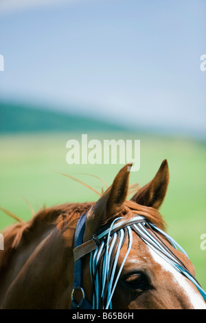 Cheval, close-up, portrait de face Banque D'Images