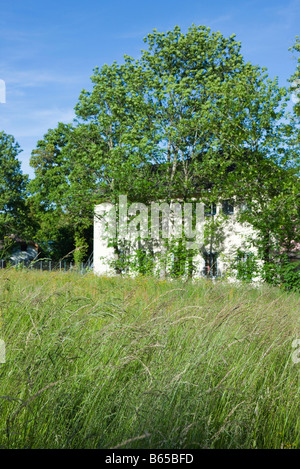 Maison rurale derrière les hautes herbes et arbres Banque D'Images